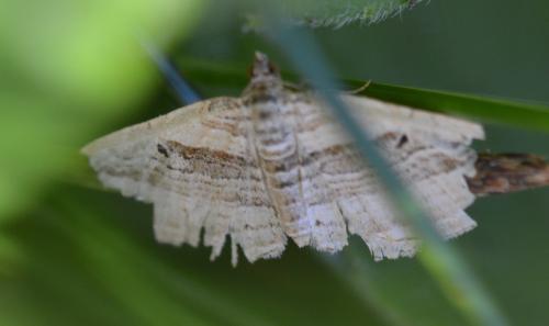 Costaconvexa polygrammata